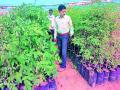 दीड लाखावर रोपांची लागवड - Marathi News |  Planting of seedlings at one and a half lakh | Latest gadchiroli News at Lokmat.com