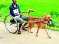 शेतकऱ्यांनी बनविली कुत्र्याची गाडी - Marathi News | A dog cart made by farmers | Latest gadchiroli News at Lokmat.com