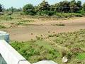 गाढवी नदी आटली - Marathi News | The donkey crossed the river | Latest gadchiroli News at Lokmat.com