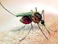 हिवताप आजारात एटापल्ली तालुका संवेदनशील - Marathi News | Atapalli taluka sensitive for malaria | Latest gadchiroli News at Lokmat.com