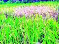 ­धानपिकावर गादमाशी, तुडतुड्यासारख्या रोगांचा प्रहार - Marathi News | Diseases like blight and blight on rice crop | Latest gondia News at Lokmat.com