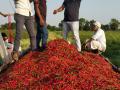 शेतकऱ्यांना लाल मिरचीने तारले - Marathi News | Farmers saved by red chillies | Latest jalana News at Lokmat.com