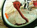 सायकलवर स्वार ‘कोब्रा’ - Marathi News | Ride on the cobra 'cobra' | Latest nashik News at Lokmat.com