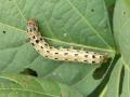 सोयाबीन पिकांवर पान अळीचा प्रादुर्भाव - Marathi News | Infestation of leaf larvae on soybean crops | Latest nashik News at Lokmat.com