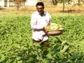 कोठली आश्रमशाळेत किचन गार्डनची संकल्पना यशस्वी - Marathi News | The concept of kitchen garden succeeded in Kothali Ashramshala | Latest nandurbar News at Lokmat.com
