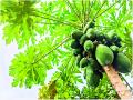 पपईचे भाव गडगडले, किलोला फक्त तीन रुपये - Marathi News |  Papaya's price collapses, only three rupees for a kilo | Latest jalgaon News at Lokmat.com