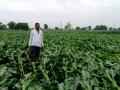 जिल्ह्यात पिकांना फटका - Marathi News | Crops hit in the district | Latest nashik News at Lokmat.com