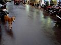 देवरूखात पावसाच्या शिडकाव्याने दिलासा - Marathi News | Relief by rain sprinkling rain | Latest ratnagiri News at Lokmat.com