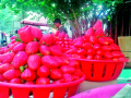 पहिल्या बहराची स्ट्रॉबेरी बाजारात! - Marathi News | The first deaf strawberry market! | Latest satara News at Lokmat.com