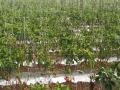 उत्तराच्या पावसाने शेतकरी धास्तावले - Marathi News | The northern rains haunted the farmers | Latest nashik News at Lokmat.com