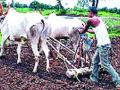 पावसाअभावी खरीप हंगाम लांबणीवर ! - Marathi News | Kharif season postponement of rain! | Latest nashik News at Lokmat.com