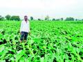जिल्ह्यात पिकांना फटका - Marathi News | Crops hit in the district | Latest nashik News at Lokmat.com