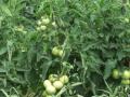 दिंडोरीत टमाटा लागवड लांबणीवर - Marathi News | Tomato planting in Dindori postponed | Latest nashik News at Lokmat.com
