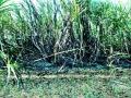 विद्युत तारा पडल्याने दीड एकर ऊस खाक - Marathi News | Half acre of sugarcane due to lightning fall | Latest nashik News at Lokmat.com