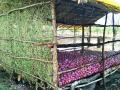 अत्यल्प स्वखर्चातून; शेतात उभी केली कांदा चाळ - Marathi News |  At very low cost; Onion chawl erected in the field | Latest vashim News at Lokmat.com
