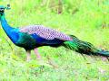 गिरड जंगल परिसरात मोरांच्या शिकारीत वाढ - Marathi News | Increase in peacock hunting in Gird forest area | Latest vardha News at Lokmat.com