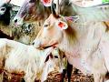 ९४.९८ टक्के गोवंशांना दिली ‘गोट फॉक्स’ लस - Marathi News | 94.98 per cent cows were vaccinated against Goat Fox | Latest vardha News at Lokmat.com