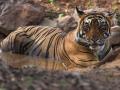 गोंदिया जिल्ह्याच्या व्याघ्रप्रकल्पातील पाणवठे पडले कोरडे - Marathi News | Gondia district's tiger reserve has lost its water | Latest gondia News at Lokmat.com