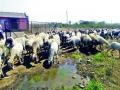 जनावरांचा चारा; पाण्याचा प्रश्न गंभीर - Marathi News | Animal feed; Water question is serious | Latest nashik News at Lokmat.com