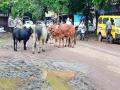 पंचवटीत मोकाट जनावरे रस्त्यांवर - Marathi News |  Panchavati Mokat animals on the streets | Latest nashik News at Lokmat.com