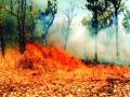 वनांसकट प्राण्यांच्याही जीवावर उठला ‘वणवा’ - Marathi News | 'Fire' taking life of animals with wildlife | Latest nagpur News at Lokmat.com