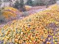 विदर्भात हजारो टन संत्र्यांची नासधूस; उत्पादक चिंतित - Marathi News | Thousands of tonnes of oranges destroyed in Vidarbha; Manufacturers worried | Latest nagpur News at Lokmat.com