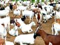 नागपूरहून आखातात दोन हजार शेळ्या जाणार - Marathi News | Two thousand goats Transport from Nagpur to the Gulf | Latest nagpur News at Lokmat.com