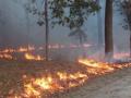 राज्यात चार महिन्यांत ४३२१ वणव्यांचा भडका - Marathi News | 4321 wildfires erupt in the state in four months | Latest nagpur News at Lokmat.com