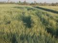 वादळी वाऱ्यामुळे गहू भुईसपाट - Marathi News | Wheat straw caused by stormy winds | Latest dhule News at Lokmat.com