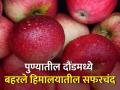 पुण्यातील दौंडमध्ये ४० डिग्री तापमानातही बहरले हिमालयातील सफरचंद - Marathi News | pune daund farmer datta bhosale successfully crop of himalay apple | Latest agriculture News at Lokmat.com