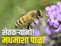 Honey Bee : शेतकऱ्यांनो मधमाशांची संख्या होतेय कमी! मधमाशीपालन व्यवसाय ठरेल फायद्याचा - Marathi News | Honey Bee Farmers, the number of bees is decreasing! Beekeeping will be a profitable business | Latest agriculture News at Lokmat.com