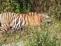 आजरा तालुक्यातील लिंगवाडी परिसरात पट्टेरी वाघाचे दर्शन? - Marathi News | Patteri tiger sighting in Lingwadi area of Ajra taluka? | Latest kolhapur News at Lokmat.com