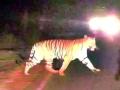 गोरेगाव, शेकदरी, पुसला परिसरात व्याघ्र दर्शन - Marathi News | Tiger sightings in Goregaon, Shekdari, Pusla area | Latest amravati News at Lokmat.com