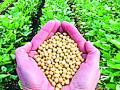 सोयाबीन अनुदानाचे १२ कोटी उपलब्ध - Marathi News | 12 million soybean granaries available | Latest amravati News at Lokmat.com