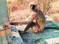 हायटेन्शन वाहिनीच्या शॉकने माकड मृत - Marathi News | Monkey dead in the shock of high-tech channel | Latest amravati News at Lokmat.com