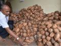कोल्हापूरकरांत सव्वा लाखाहून अधिक नारळांची विक्री - Marathi News | Sales of more than one lakh coconut in Kolhapur | Latest kolhapur News at Lokmat.com