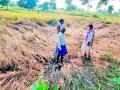 तुडतुडा, अतिवृष्टीने धानपिकाला मारले तर भाजीपाल्याने सावरले - Marathi News | The torrential rains hit the paddy crop and the vegetables recovered | Latest bhandara News at Lokmat.com