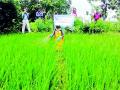 सुरक्षित कीटकनाशक फवारणीचे प्रात्यक्षिक - Marathi News | Demonstration of safe pesticide spraying | Latest bhandara News at Lokmat.com