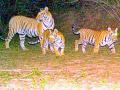 वाघ दर्शनाने वाघिणीच्या दोन शावकांना धोका - Marathi News | Danger to two tiger cubs by tiger sighting | Latest bhandara News at Lokmat.com