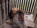 पिंजऱ्यावर धडका देत बिबट्याने गमावले सुळके - Marathi News | The leopard lost its cone by hitting the cage | Latest nashik News at Lokmat.com