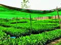 वृक्षारोपणासाठी रोपांनी फुलल्या रोपवाटिका - Marathi News | Growing Rosewater for Tree Planting | Latest chandrapur News at Lokmat.com