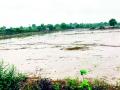 हिरवा चारा पुरात झाला नष्ट, कोरडा चारा केव्हाच संपला ! - Marathi News | The green fodder was destroyed in the flood, the dry fodder is over! | Latest chandrapur News at Lokmat.com