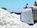 जिल्ह्यात पहिल्यांदाच कापूस अकरा हजार पार - Marathi News | For the first time in the district, cotton crossed eleven thousand | Latest chandrapur News at Lokmat.com
