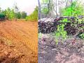 वनजमिनीचे रूपांतर होतेय शेतजमिनीत - Marathi News | Forest land is being converted into agricultural land | Latest gadchiroli News at Lokmat.com