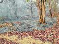 बारसेवाडा जंगलात भडकला वणवा - Marathi News | Blaze the forest in Barsevada | Latest gadchiroli News at Lokmat.com