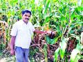 मक्याच्या शेतीतून शेतकरी होतोय सक्षम - Marathi News | Farmers are capable of corn farming | Latest gondia News at Lokmat.com