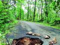 पुतळी ते मुंडीपार मार्गावर जीवघेणा खड्डा - Marathi News | Death-threatening pit from Mundi to Munipar road | Latest gondia News at Lokmat.com