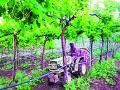 द्राक्ष उत्पादकांना फुटला बदलत्या हवामानाने घाम! - Marathi News | Grape growers sweat with changing weather! | Latest nashik News at Lokmat.com