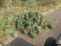 भाव कोसळल्याने मेथीच्या जुड्या रस्त्यावर फेकल्या - Marathi News | Due to the collapse, the fenugreek is thrown in the road | Latest nashik News at Lokmat.com