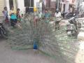 अक्कलकुव्यात मोरांचा वावर वाढल्याने चैतन्य - Marathi News | Consciousness due to the increase of peacocks in Akkalkuva | Latest nandurbar News at Lokmat.com